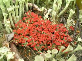 Кладония бесформенная (Cladonia deformis Hoffm. - Cladoniaceae)