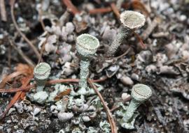 Cladonia fimbriata - Cladoniaceae