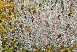 Кладония тёмно-мясная (Cladonia amaurocraea - Cladoniaceae)