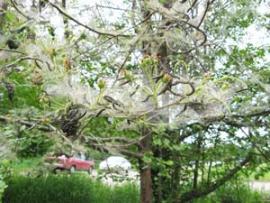 Дерево, окутанное горностаевой молью