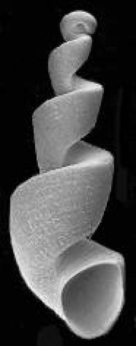  Liobaicalia stiedae (высота раковины 9,5 мм) (фото П. Репсторф)