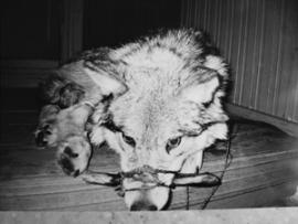 Волк — зверь хладнокровный, даже в неволе