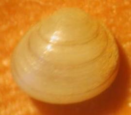 Двустворчатый моллюск Euglesa korotnevi (раковина, вид сверху; увеличение 8х1; длина раковины 4 мм, высота 3,8 мм) (фото З. В. Слугиной)