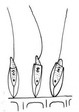 Бесцветные жгутиковые Bicosoeca lacusris (длина 9–12 мкм, ширина 4–5,5 мкм), прикрепленные к нити Aulacoseira