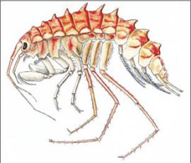 Нектобентический прямоплав Колючий гаммарус Насонова (Acanthogammarus nassonowi)