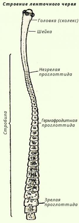 Класс Cestoidea (Ленточные черви)
