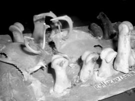 Поделки из костей птиц и оленей (эвивур, эвенкийские игрушки) в краеведческом музее школы Вершины Тутуры. Два оленя (орон) среди детей (кунакар, на переднем плане), коров (хукар) и собак (нинакир, в правом верхнем углу снимка)