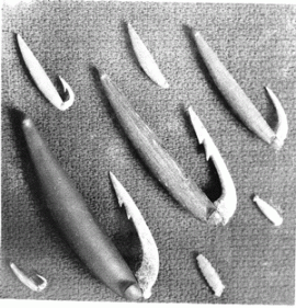 Рыболовные крючки, найденные на территории Глазковского некрополя