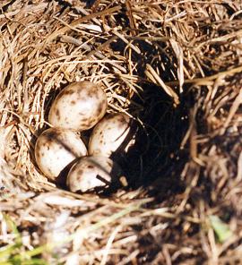 Гнездо полевого жаворонка