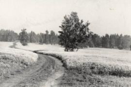Фото 1961 года. Дорога на сафроновскую пасеку. Сейчас на этом месте глина да камни