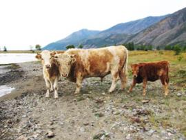 Домашний скот на свободном выпасе: коровы ходят рядом с дикими животными.