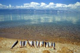 Как назывался байкал в древности. omul fish 19. Как назывался байкал в древности фото. Как назывался байкал в древности-omul fish 19. картинка Как назывался байкал в древности. картинка omul fish 19