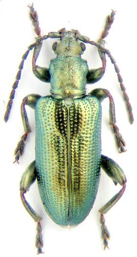 Plateumaris sericea sibirica (Chrysomelidae)