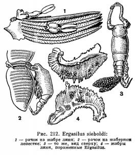 Ergasilus sieboldi – паразит жаберного аппарата многих видов рыб