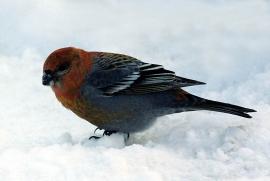 Самец кормится на снегу