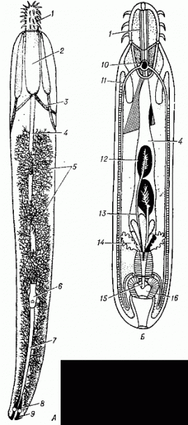 Схема строения скребня (Acanthocephaluslucii): A — самка; Б — самец; 1 — хоботок; 2 — влагалище хоботка; 3 — мышцы, прикрепляющие влагалище к стенкам тела; 4 — лигамент; 5 — яйца и яйцевые комки; 6 — маточный колокол; 7 — матка; 8 — влагалище; 9 — половое отверстие; 10 — мозговой ганглий; 11 — нервные стволы; 12 — семенники; 13 — семяпроводы; 14 — протонефридии; 15 — совокупительный орган; 16 — совокупительная сумка.